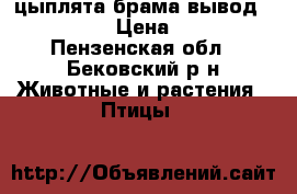 цыплята брама вывод19.05.18 › Цена ­ 100 - Пензенская обл., Бековский р-н Животные и растения » Птицы   